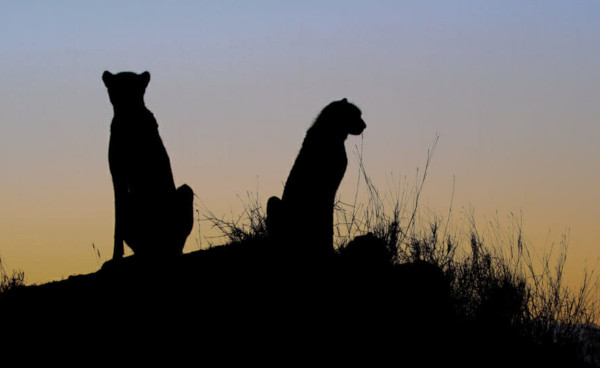 Conservation